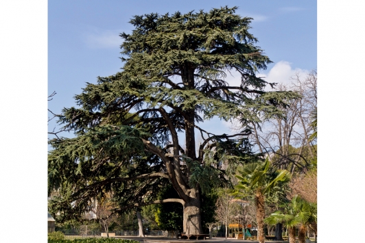 Cèdre de l'Atlas