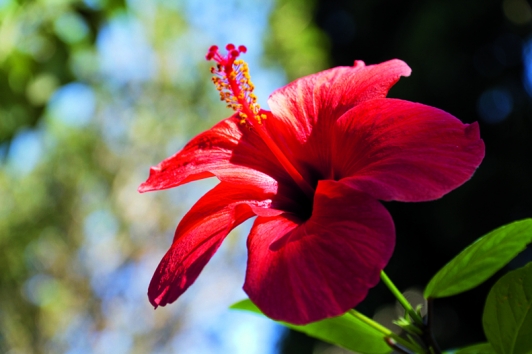 Hibiscus