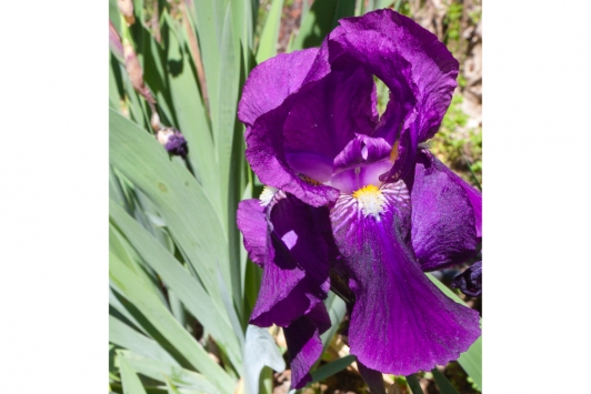 Iris