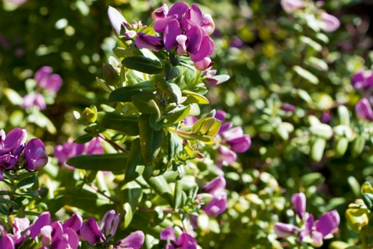 Polygala myrtifolia