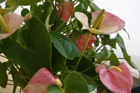 Anthurium