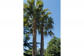 Washingtonia filifera © ville d'Hyères