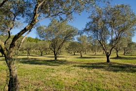 L'olivier