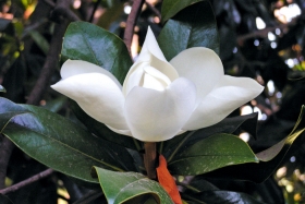 Magnolia grandiflora © Jean Rey