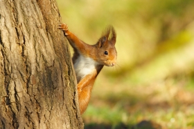 L'écureuil roux. © C.Viry
