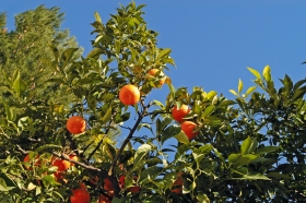 Oranger © Ville d'Hyères