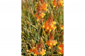 Bulbine Frutescens hallmarck - © Pépinières Jean Rey
