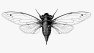 Cicada © Active Creative Design