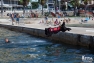 Les chiens sauveteurs de Saint-Mandrier-sur-Mer