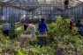 Cueillette solidaire/L'Econome - AMAP les 1001 Tomates