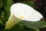 Arum © Sarah Chambon