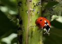 Coccinelle au Jardin remarquable de Baudouvin Coccinelle au Jardin remarquable de Baudouvin