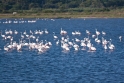 Balade au paradis des flamants roses Balade au paradis des flamants roses